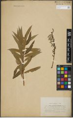 Foto von Salix purpurea L. x Salix viminalis L.
